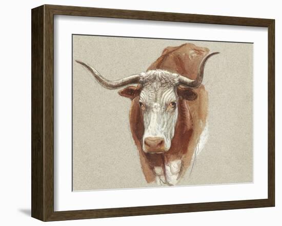Colman Cow Portrait Study II-Samuel Colman-Framed Art Print