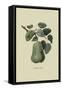 Colmart Pear-William Hooker-Framed Stretched Canvas