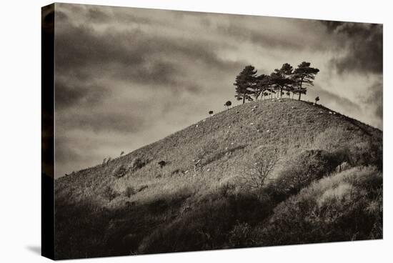 Colmers Hill-Tim Kahane-Stretched Canvas