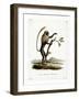 Colobus Monkey-null-Framed Giclee Print