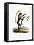 Colobus Monkey-null-Framed Stretched Canvas