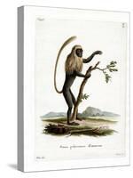 Colobus Monkey-null-Stretched Canvas