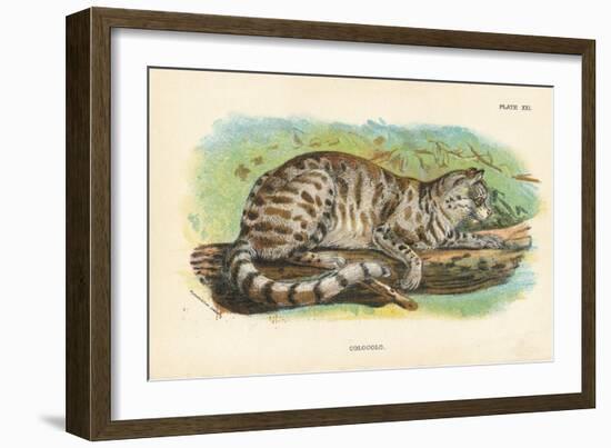 Colocolo, 1896-null-Framed Giclee Print