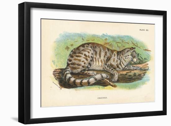 Colocolo, 1896-null-Framed Giclee Print