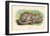 Colocolo, 1896-null-Framed Giclee Print