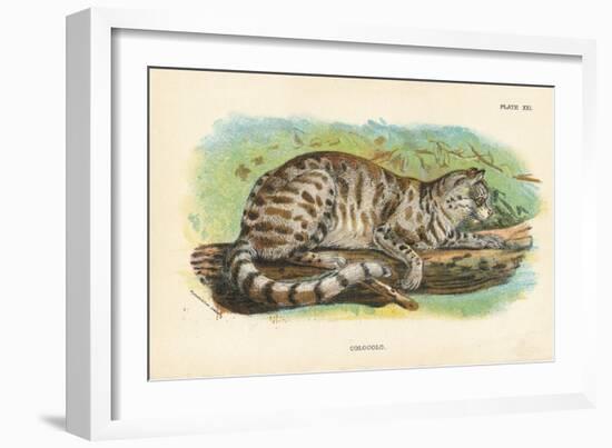 Colocolo, 1896-null-Framed Giclee Print