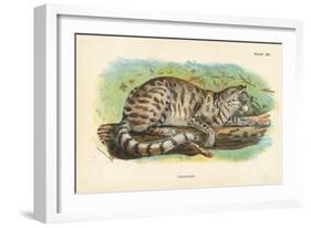 Colocolo, 1896-null-Framed Giclee Print