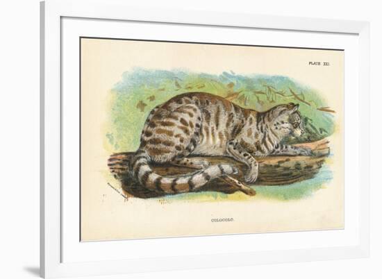 Colocolo, 1896-null-Framed Giclee Print