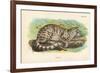 Colocolo, 1896-null-Framed Giclee Print