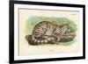 Colocolo, 1896-null-Framed Giclee Print