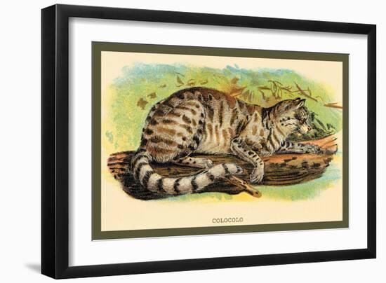 Colocolo-Sir William Jardine-Framed Art Print