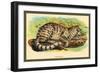 Colocolo-Sir William Jardine-Framed Premium Giclee Print