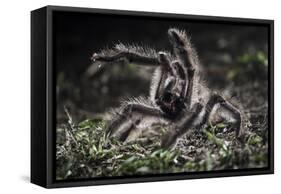 Colombian Pink-Toed Tarantula (Avicularia Metallica) in Defensive Posture-Nick Garbutt-Framed Stretched Canvas