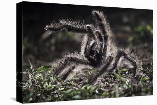 Colombian Pink-Toed Tarantula (Avicularia Metallica) in Defensive Posture-Nick Garbutt-Stretched Canvas
