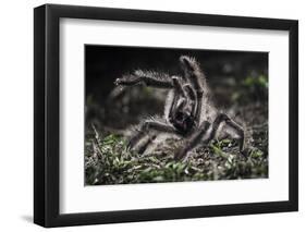 Colombian Pink-Toed Tarantula (Avicularia Metallica) in Defensive Posture-Nick Garbutt-Framed Premium Photographic Print