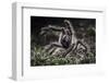 Colombian Pink-Toed Tarantula (Avicularia Metallica) in Defensive Posture-Nick Garbutt-Framed Premium Photographic Print