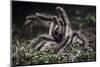 Colombian Pink-Toed Tarantula (Avicularia Metallica) in Defensive Posture-Nick Garbutt-Mounted Premium Photographic Print