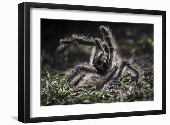 Colombian Pink-Toed Tarantula (Avicularia Metallica) in Defensive Posture-Nick Garbutt-Framed Photographic Print