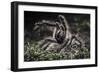 Colombian Pink-Toed Tarantula (Avicularia Metallica) in Defensive Posture-Nick Garbutt-Framed Photographic Print