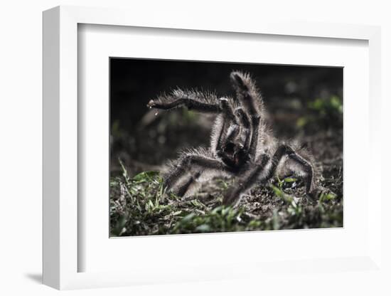 Colombian Pink-Toed Tarantula (Avicularia Metallica) in Defensive Posture-Nick Garbutt-Framed Photographic Print