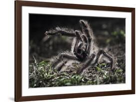 Colombian Pink-Toed Tarantula (Avicularia Metallica) in Defensive Posture-Nick Garbutt-Framed Photographic Print