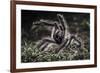 Colombian Pink-Toed Tarantula (Avicularia Metallica) in Defensive Posture-Nick Garbutt-Framed Photographic Print