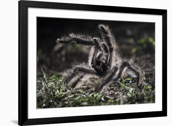 Colombian Pink-Toed Tarantula (Avicularia Metallica) in Defensive Posture-Nick Garbutt-Framed Photographic Print