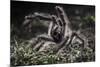 Colombian Pink-Toed Tarantula (Avicularia Metallica) in Defensive Posture-Nick Garbutt-Mounted Photographic Print