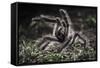 Colombian Pink-Toed Tarantula (Avicularia Metallica) in Defensive Posture-Nick Garbutt-Framed Stretched Canvas