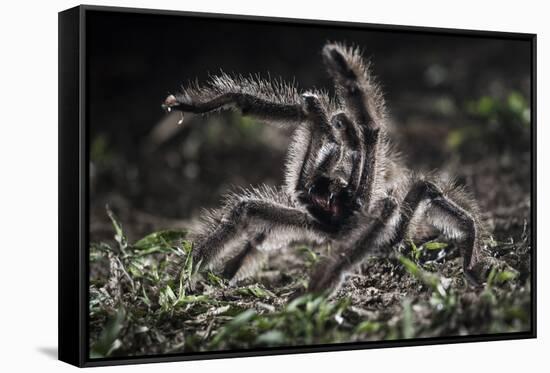 Colombian Pink-Toed Tarantula (Avicularia Metallica) in Defensive Posture-Nick Garbutt-Framed Stretched Canvas