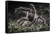 Colombian Pink-Toed Tarantula (Avicularia Metallica) in Defensive Posture-Nick Garbutt-Framed Stretched Canvas