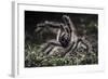 Colombian Pink-Toed Tarantula (Avicularia Metallica) in Defensive Posture-Nick Garbutt-Framed Photographic Print