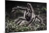 Colombian Pink-Toed Tarantula (Avicularia Metallica) in Defensive Posture-Nick Garbutt-Mounted Photographic Print