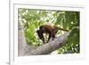 Colombian red howler monkey with baby in tree, Colombia-Suzi Eszterhas-Framed Photographic Print