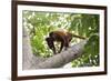 Colombian red howler monkey with baby in tree, Colombia-Suzi Eszterhas-Framed Photographic Print