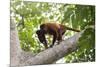 Colombian red howler monkey with baby in tree, Colombia-Suzi Eszterhas-Mounted Photographic Print