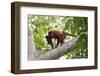Colombian red howler monkey with baby in tree, Colombia-Suzi Eszterhas-Framed Photographic Print