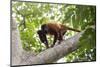 Colombian red howler monkey with baby in tree, Colombia-Suzi Eszterhas-Mounted Photographic Print