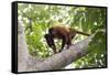 Colombian red howler monkey with baby in tree, Colombia-Suzi Eszterhas-Framed Stretched Canvas