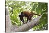 Colombian red howler monkey with baby in tree, Colombia-Suzi Eszterhas-Stretched Canvas