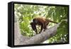 Colombian red howler monkey with baby in tree, Colombia-Suzi Eszterhas-Framed Stretched Canvas