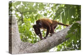 Colombian red howler monkey with baby in tree, Colombia-Suzi Eszterhas-Stretched Canvas