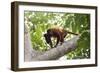 Colombian red howler monkey with baby in tree, Colombia-Suzi Eszterhas-Framed Photographic Print