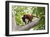 Colombian red howler monkey with baby in tree, Colombia-Suzi Eszterhas-Framed Photographic Print