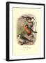 Colombian Torrent Ducks-Henrick Gronvold-Framed Art Print