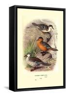 Colombian Torrent Ducks-Henrick Gronvold-Framed Stretched Canvas