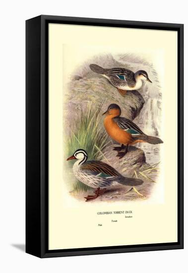 Colombian Torrent Ducks-Henrick Gronvold-Framed Stretched Canvas