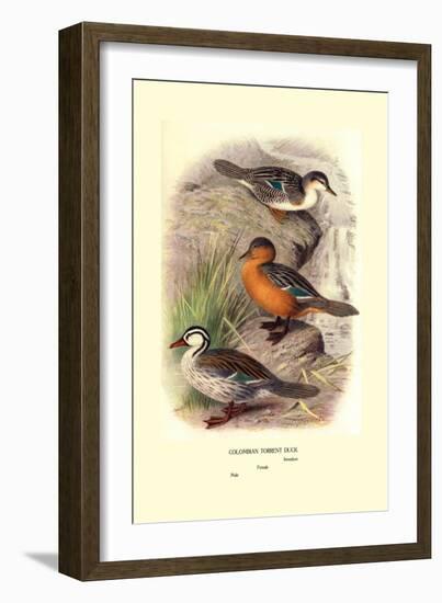 Colombian Torrent Ducks-Henrick Gronvold-Framed Art Print