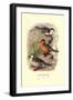 Colombian Torrent Ducks-Henrick Gronvold-Framed Art Print