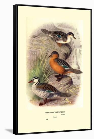 Colombian Torrent Ducks-Henrick Gronvold-Framed Stretched Canvas